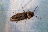 Cidnopus pilosus