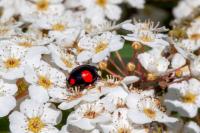 Harmonia axyridis