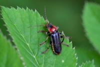 Cantharis fusca