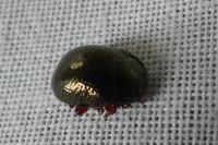 Chrysolina bankii