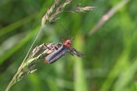 Cantharis rustica