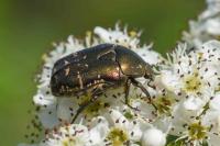 Potosia cuprea