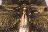 Potosia cuprea
