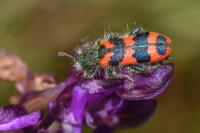 Trichodes alvearius