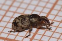 Pachytychius sparsutus