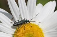 Oedemera nobilis