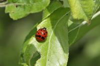 Harmonia axyridis