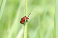 Pyrochroa serraticornis