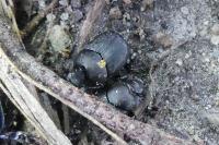 Onthophagus verticicornis