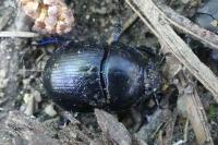 Anoplotrupes stercorosus