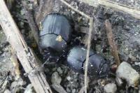 Onthophagus verticicornis