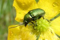 Cryptocephalus