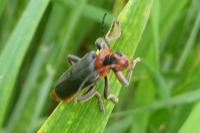 Cantharis fusca