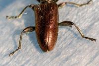 Plateumaris sericea