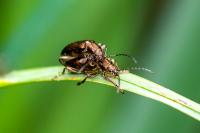 Plateumaris sericea