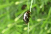Chrysolina americana