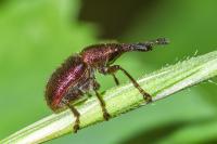 Rhynchites auratus