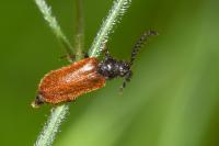 Drilus flavescens