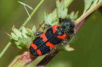 Trichodes alvearius