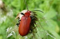 Pyrochroa serraticornis