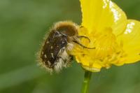 Tropinota hirta