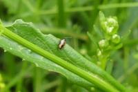 Phyllotreta ochripes