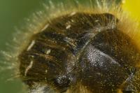 Tropinota hirta