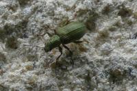 Pachyrhinus lethierryi