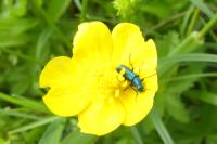 Psilothrix viridicoerulea