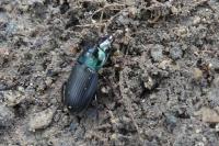 Harpalus dimidiatus