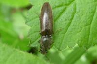 Athous haemorrhoidalis
