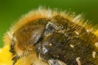 Tropinota hirta