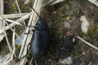 Galeruca tanaceti