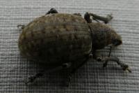 Liophloeus tessulatus