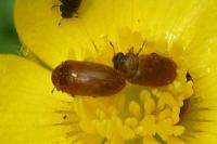 Byturus ochraceus
