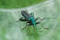 Oedemera nobilis