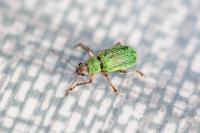 Pachyrhinus lethierryi