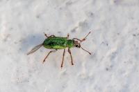 Pachyrhinus lethierryi