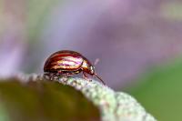 Chrysolina americana