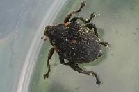 Mononychus punctumalbum