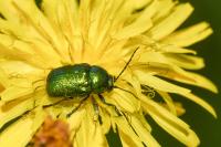 Cryptocephalus aureolus