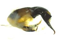 Cryptocephalus aureolus