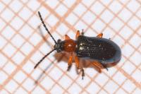 Oulema melanopus/duftschmidi