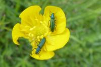 Psilothrix viridicoerulea