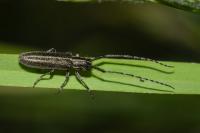 Agapanthia cardui