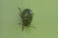 Chrysolina americana