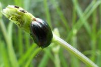 Chrysolina americana