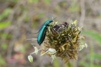 Psilothrix viridicoerulea