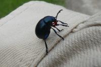 Timarcha goettingensis