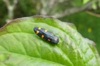 Ptosima undecimmaculata